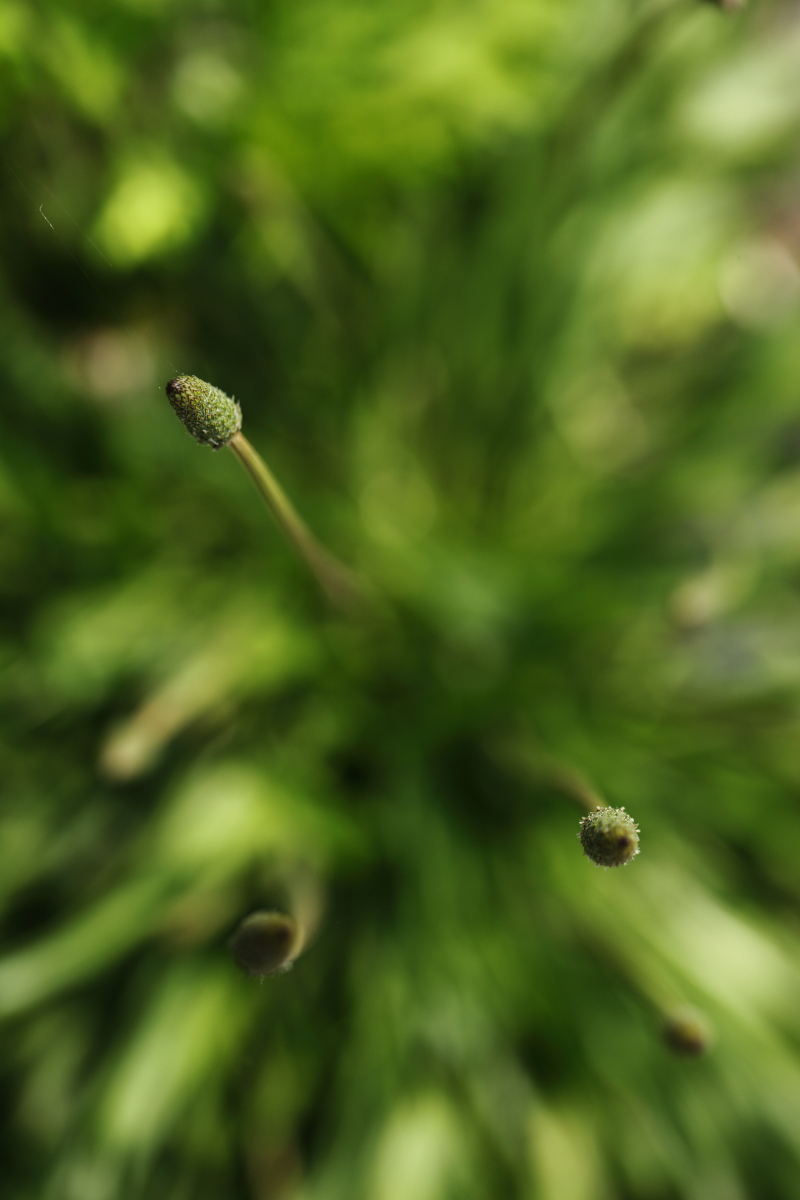 a0155104_13564635.jpg