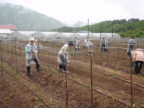 ふるさと田島会、アスパラ収穫無事終了です^^_b0152504_9311959.jpg