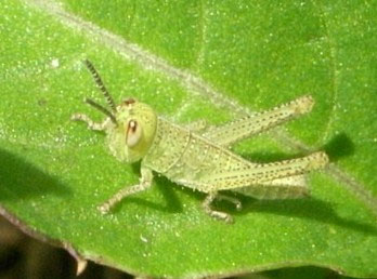 雪のようにゆっく り飛びます 昆虫ブログ むし探検広場