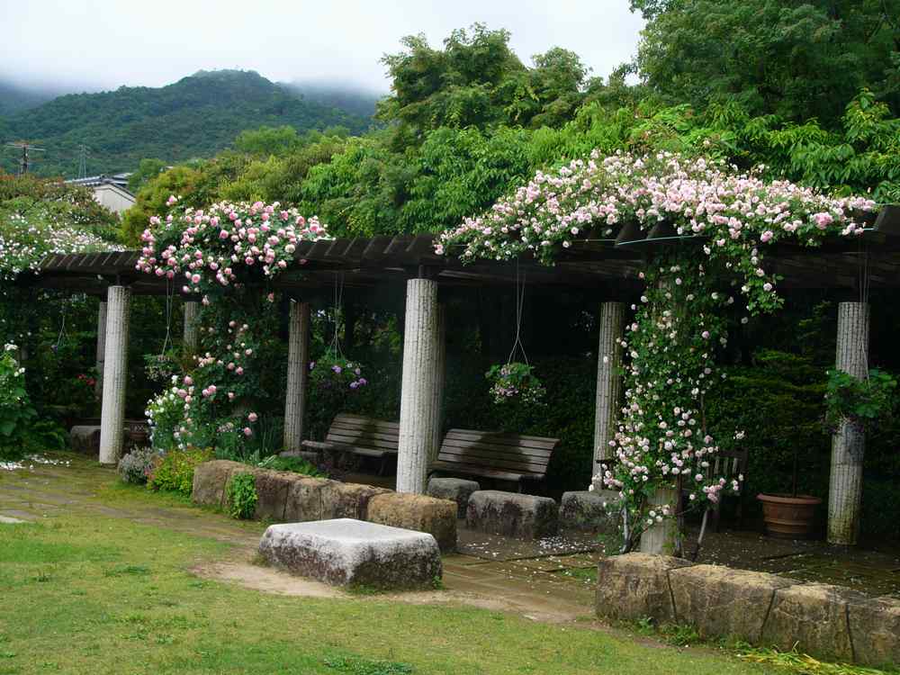 雨の植物園・５月編・１_c0062511_23491054.jpg