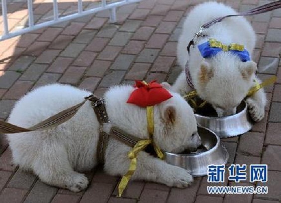 中国・大連市の極地海洋館で人工哺育の双子の赤ちゃんが一般公開 ~ 要注意の日本語版報道_a0151913_17619100.jpg
