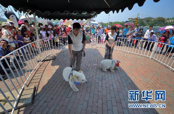 中国・大連市の極地海洋館で人工哺育の双子の赤ちゃんが一般公開 ~ 要注意の日本語版報道_a0151913_1763449.jpg