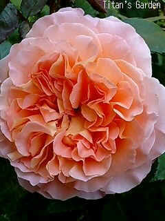 Rosa \'Augusta Luise\'_b0099813_125536.jpg