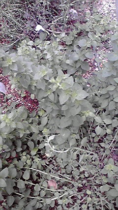 d0110022_9102632.jpg