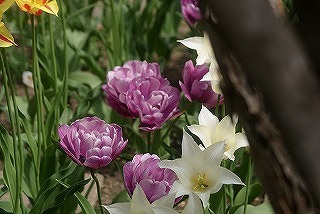 f0170524_19264461.jpg