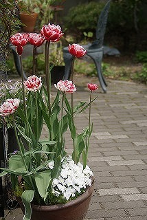 f0170524_1927152.jpg