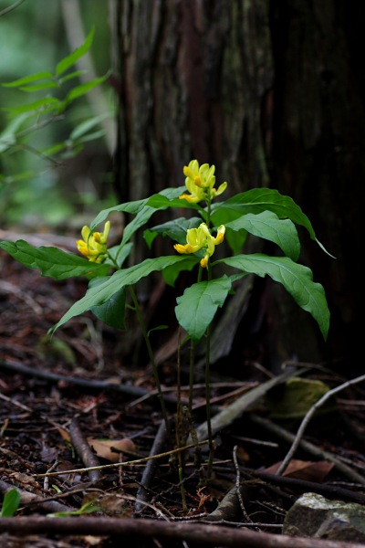 カキノハグサ_c0192827_16123893.jpg