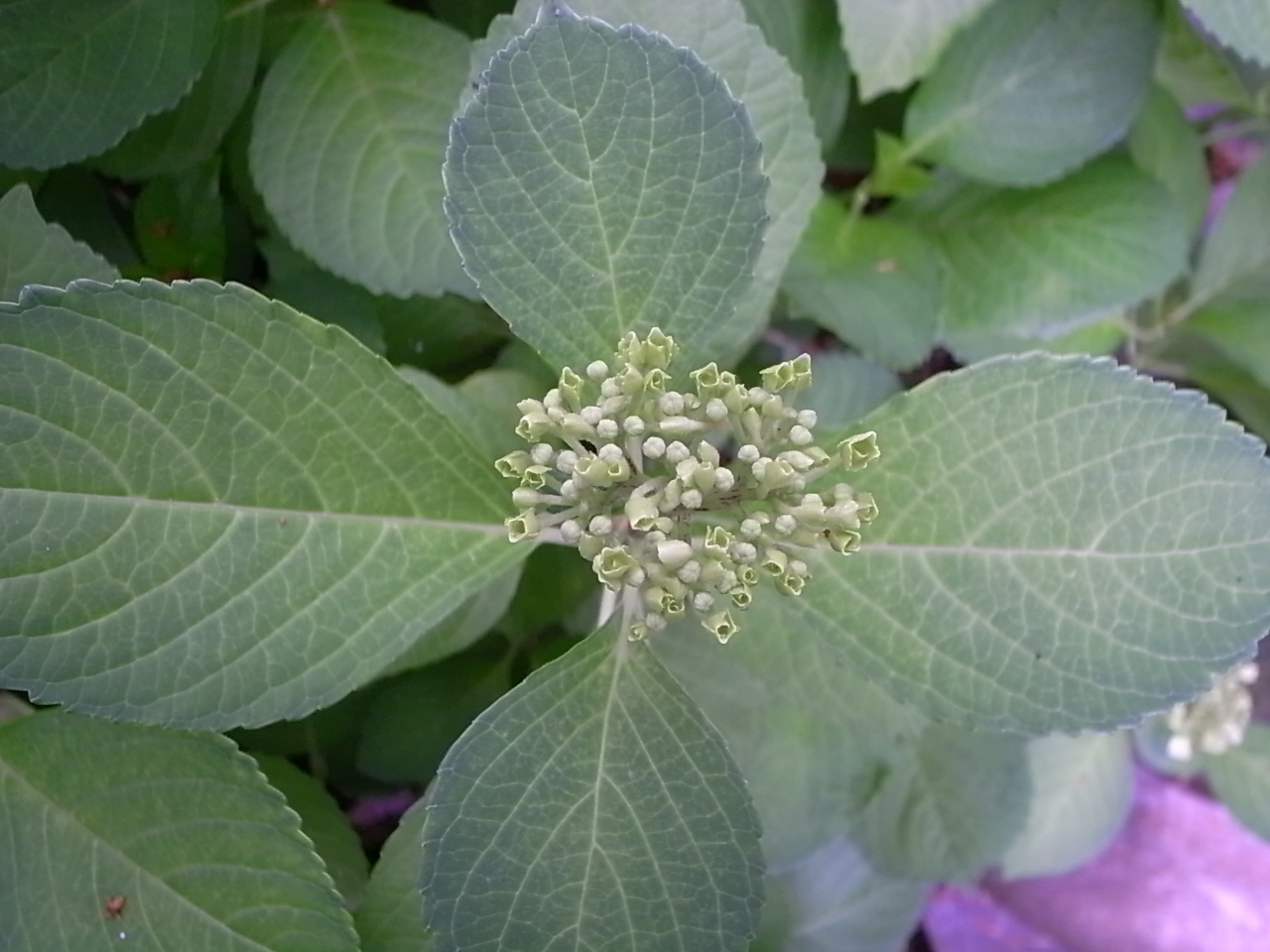 雨上がりの植物_f0218831_9493261.jpg