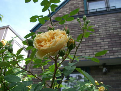 e0134032_8592296.jpg