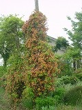f0167635_8382175.jpg