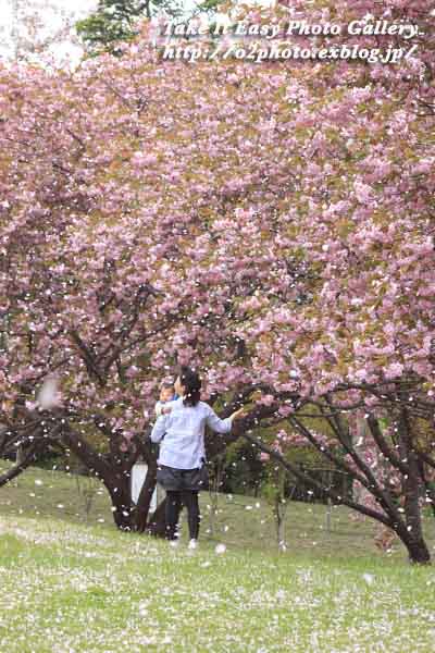 函館市 石崎地主海神社の桜吹雪 Take It Easy Photo Gallery