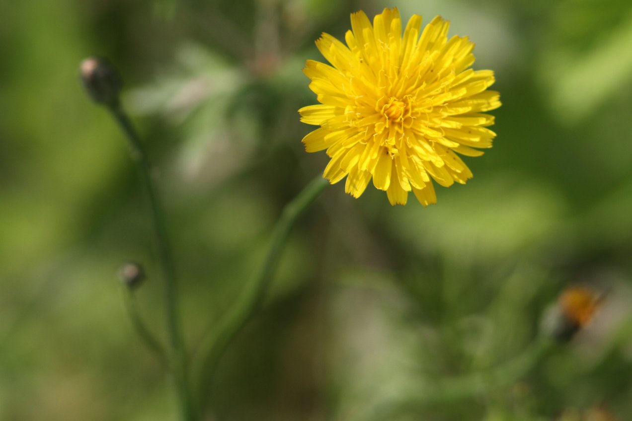 野の花_c0172139_219946.jpg