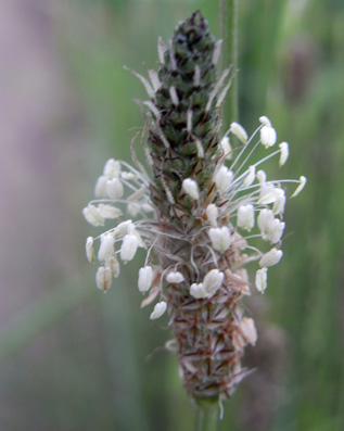 土手のヘラオオバコ Ribwort Plantain_f0206939_22552587.jpg