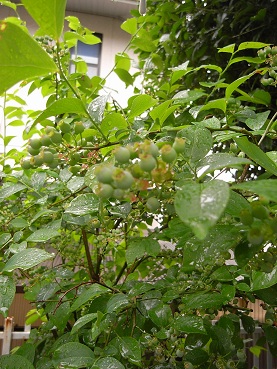 a0116442_1240047.jpg