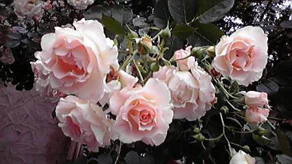 8010(パレット)_e0227942_15355727.jpg
