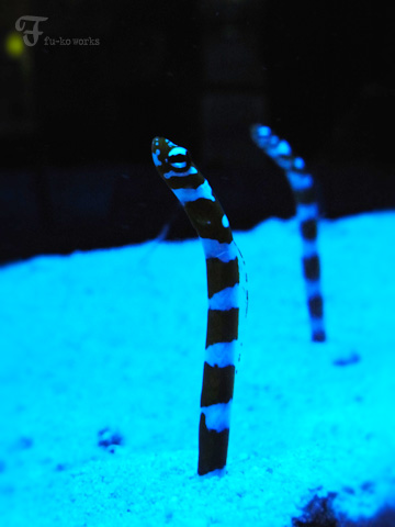 日曜水族館。_d0227246_19383892.jpg
