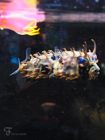 日曜水族館。_d0227246_1938426.jpg