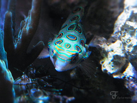 日曜水族館。_d0227246_19385039.jpg
