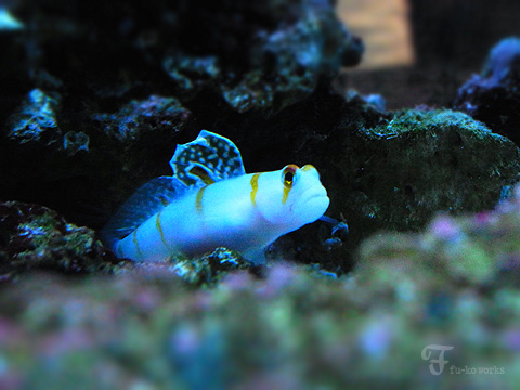 日曜水族館。_d0227246_19385347.jpg