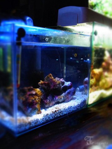 日曜水族館。_d0227246_1939039.jpg