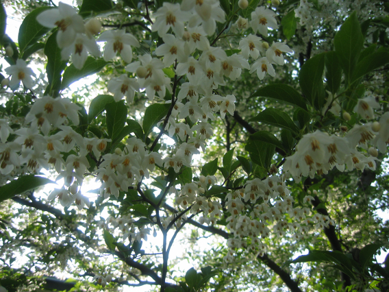 b0072051_15499.jpg