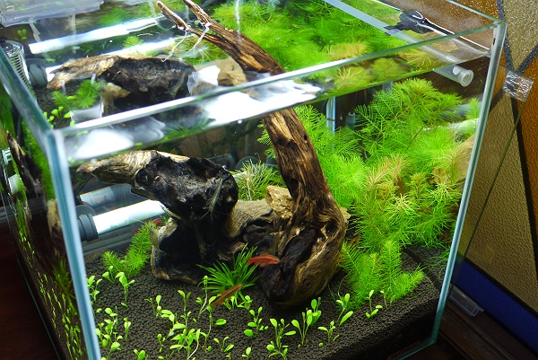 超ハイタイプキューブ水槽