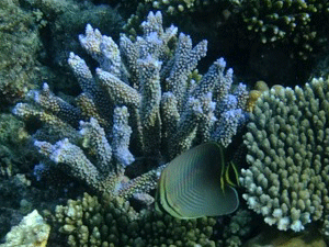f0190653_11543257.gif