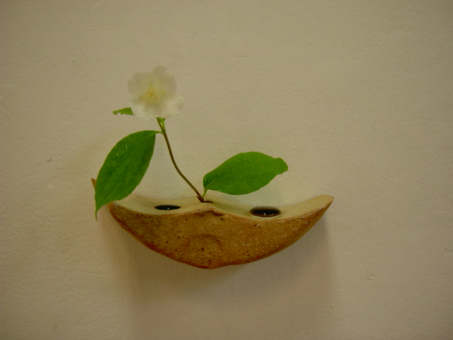 花が咲いた_a0071956_1703766.jpg