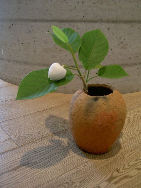 花が咲いた_a0071956_17134316.jpg
