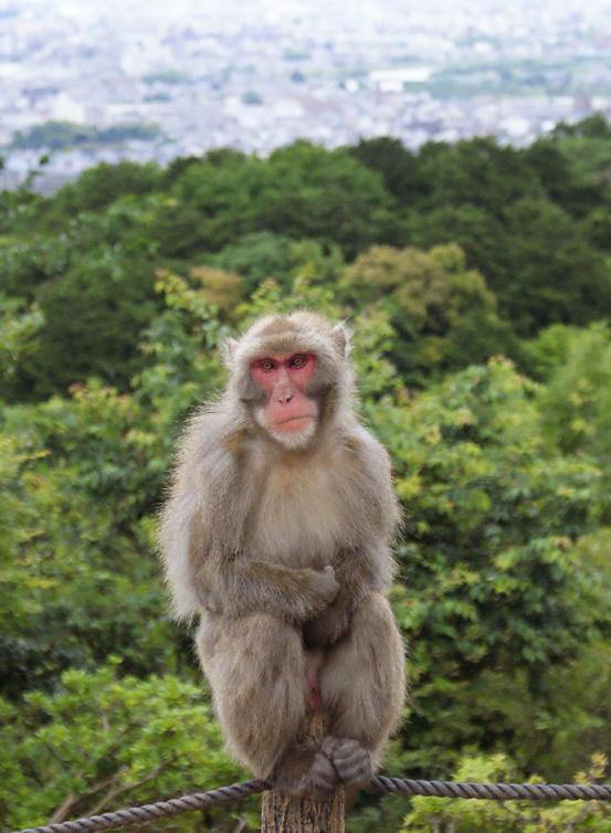おサルの赤ちゃん 嵐山モンキーパーク いわたやま たんぶーらんの戯言 おサルの赤ちゃん 嵐山モンキーパーク いわたやま たんぶーらんの戯言