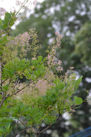 e0184558_818199.jpg