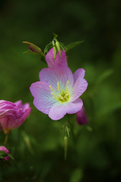 庭の花_f0106759_8222757.jpg