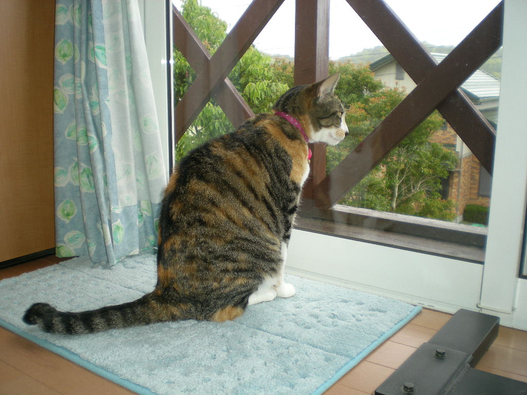 2011年5月30日(月)曇り、晴れ、大雨、曇り!_f0060461_1614428.jpg