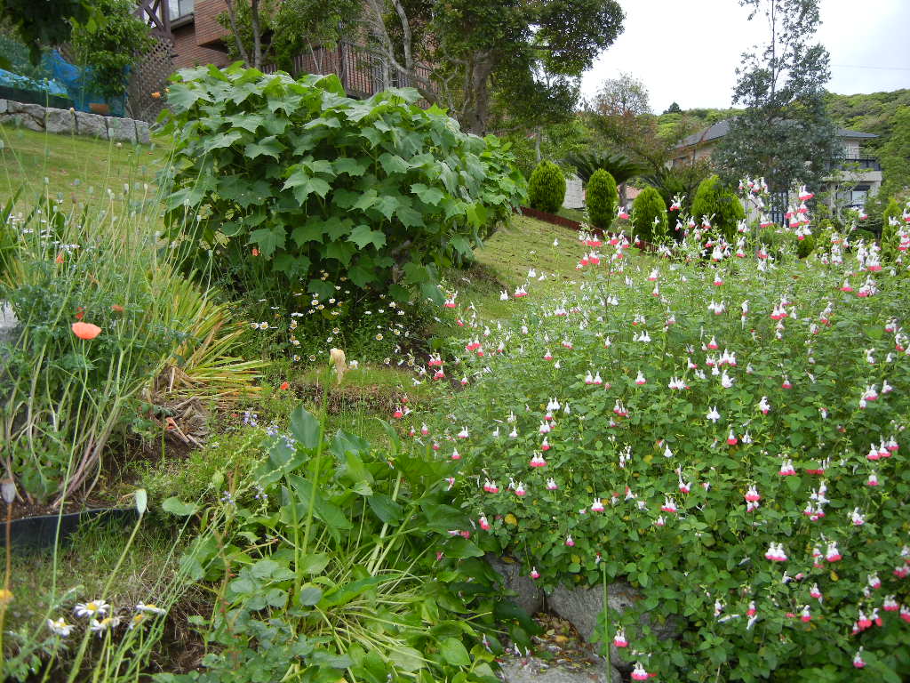 2011年5月30日(月)曇り、晴れ、大雨、曇り!_f0060461_16442482.jpg