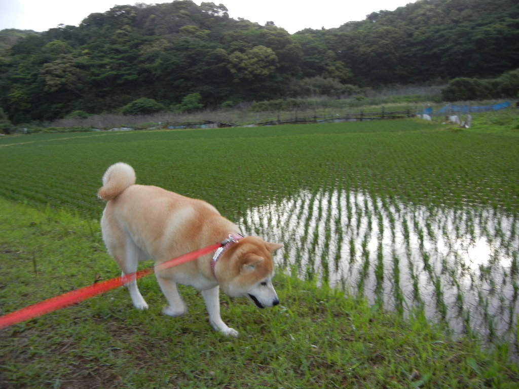 2011年5月30日(月)曇り、晴れ、大雨、曇り!_f0060461_1663584.jpg