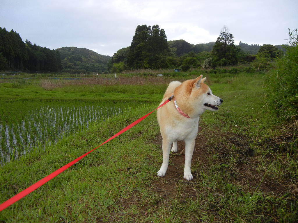 2011年5月30日(月)曇り、晴れ、大雨、曇り!_f0060461_167294.jpg