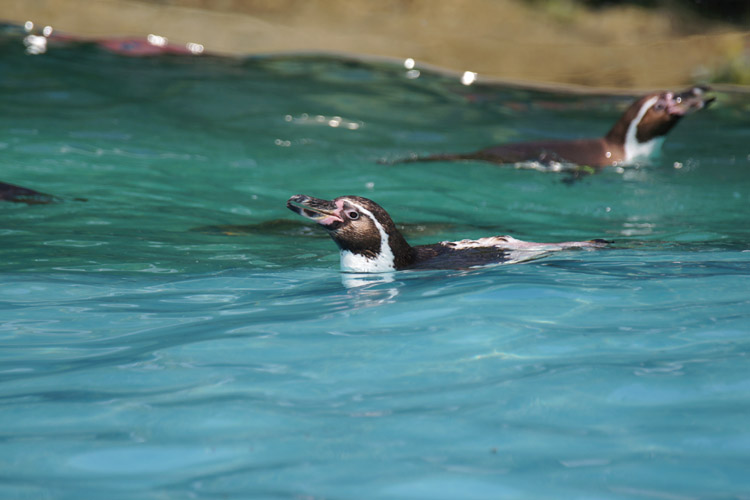 お初！　ペンギンの丘_b0190068_10431176.jpg