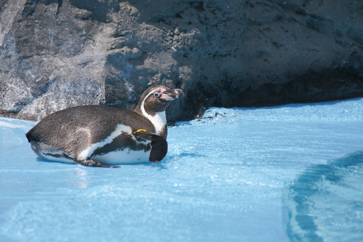 お初！　ペンギンの丘_b0190068_10432568.jpg