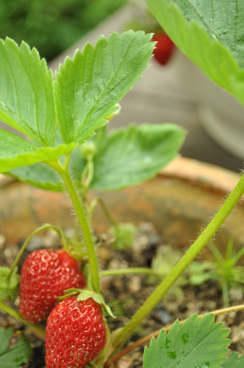 プランターの方は無事でも地植えはやっぱり虫食い苺_a0185572_15008.jpg