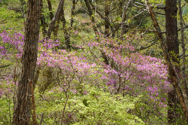 2011年5月24～25日　瑞牆山・鷹見岩　単独テント泊ハイキング　二日目_f0238475_11142630.jpg