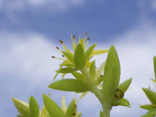 『空から落ちて来た星の花』　蔓万年草_d0054276_20211457.jpg