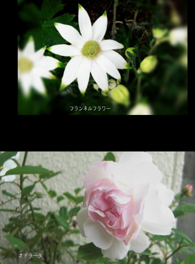 d0178877_15254870.jpg