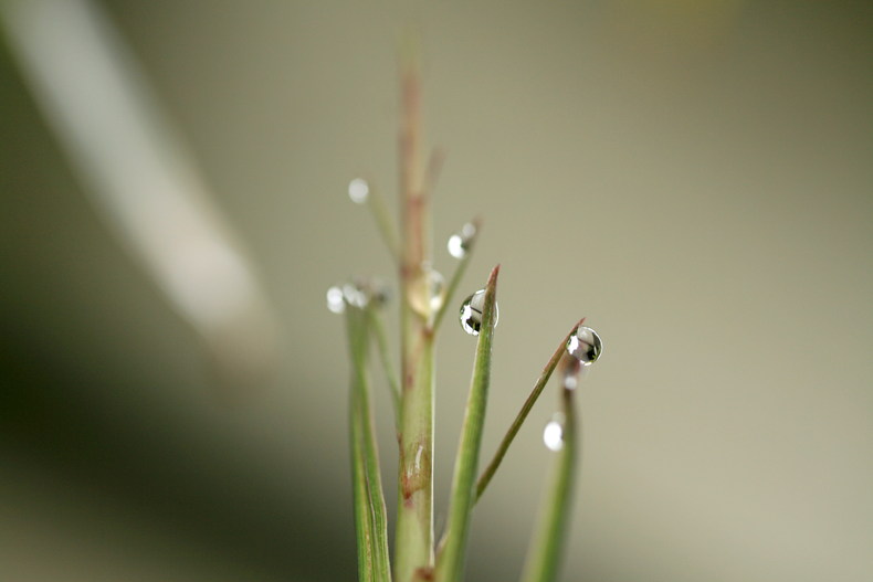 梅雨の露、、、_b0093678_2065717.jpg