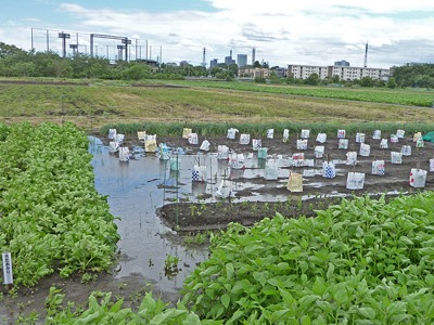 大雨後の畑と落花生　2011.5.30_c0145581_18381948.jpg