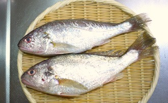 白愚痴 シログチ イシモチ 魚食の日々 Web Sakagawa Ikuko