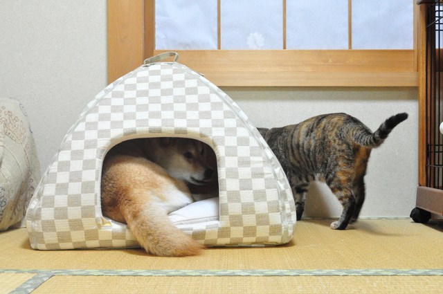 7年の時を経て_a0126590_2313670.jpg