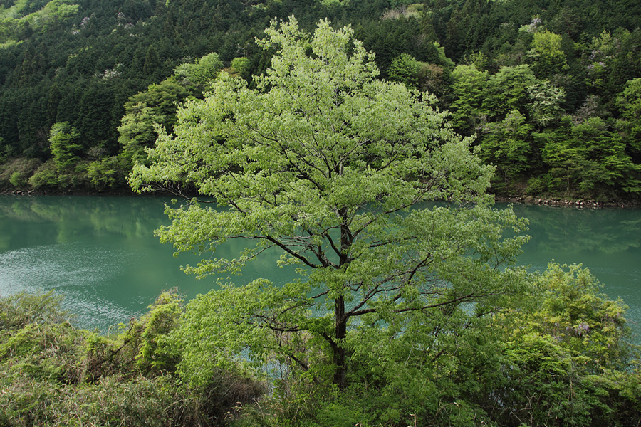 11.05.08：初夏の恵那路、坂折棚田でエナジーをもらう２_c0007190_1994523.jpg