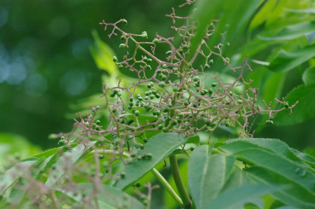 e0070891_22503059.jpg