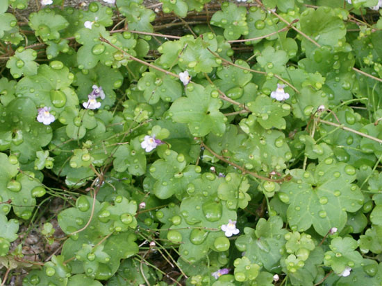 e0133891_11415313.jpg