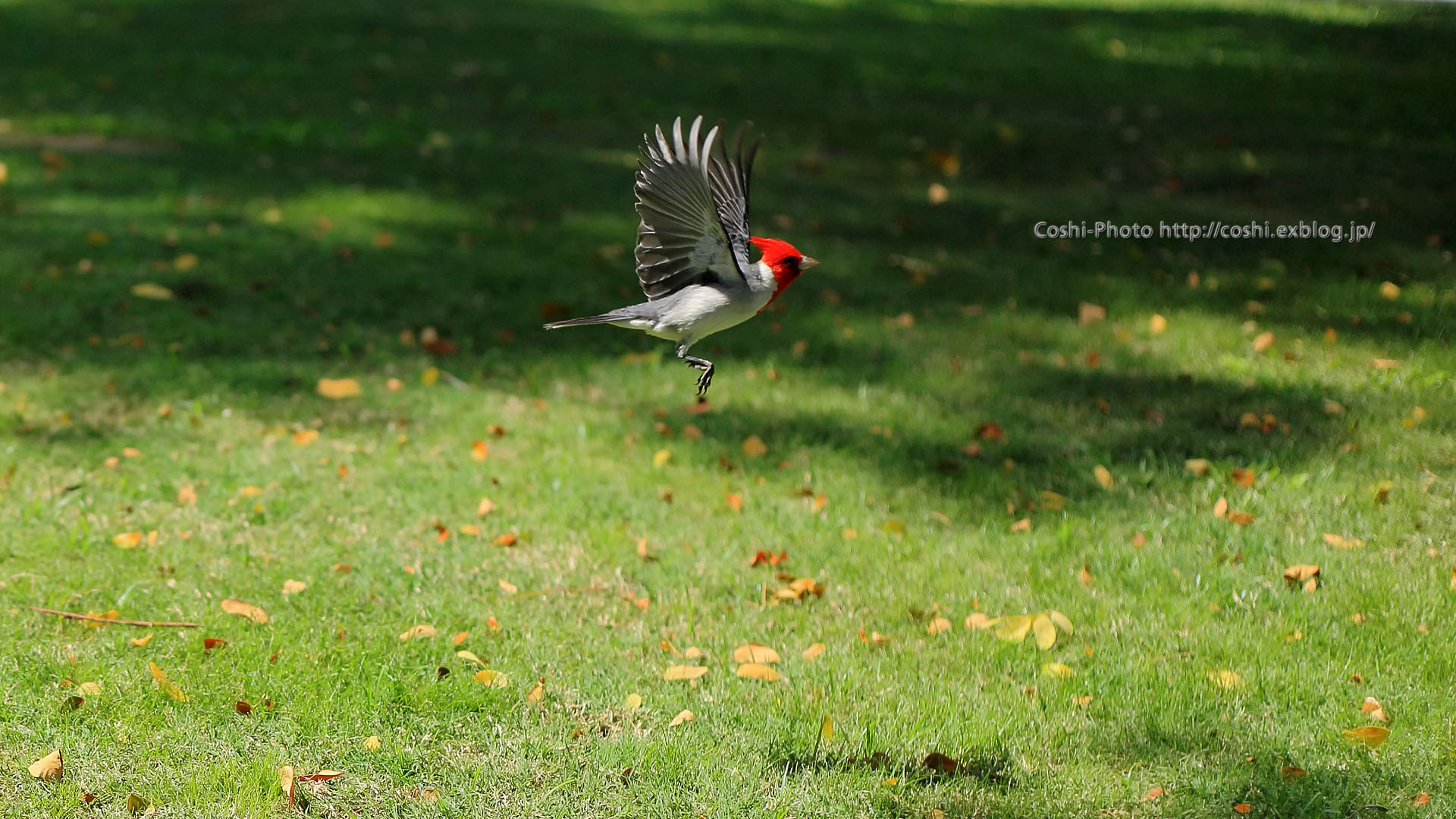 ホノルル市街で見かけた赤い頭の野鳥?_a0110096_11263783.jpg